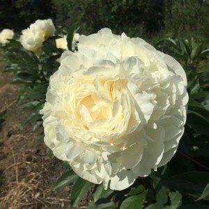 Пион Paeonia Henry Sass